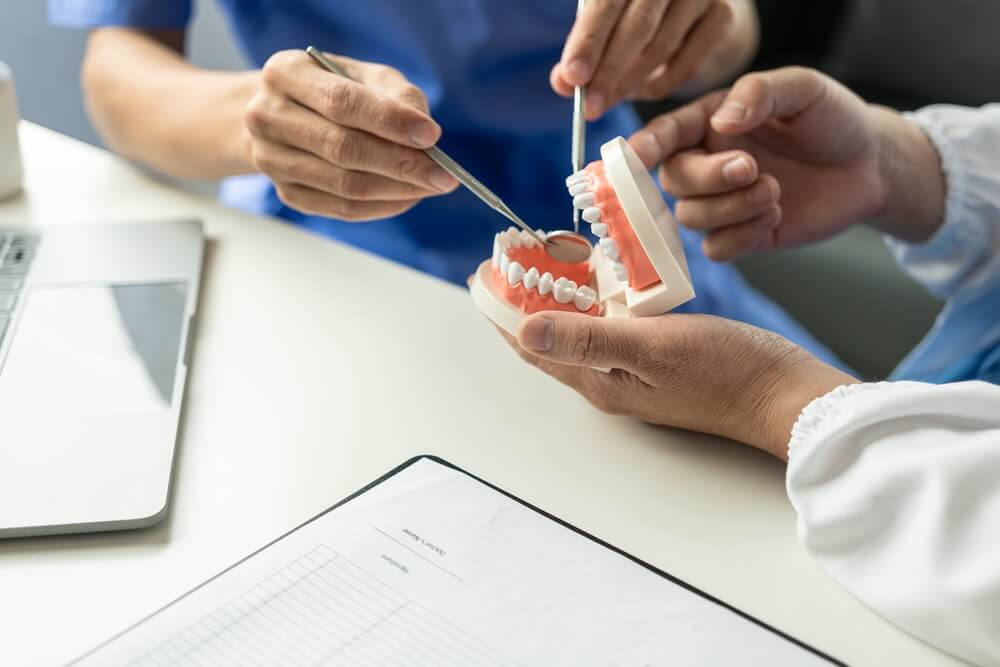 The dentist holds a model of the tooth for examination and research.