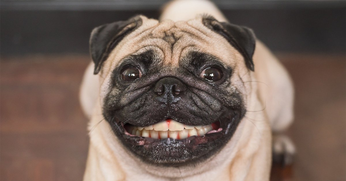 Loose dentures causing discomfort or slipping out? Discover why it happens and explore secure, lasting solutions that actually fit your life.